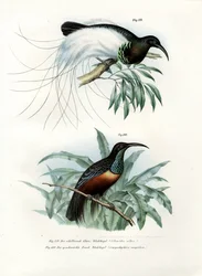 Bird of Paradise